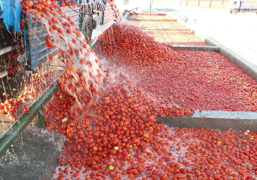 18 هزار شغل برکت در بخش کشاورزی کردستان