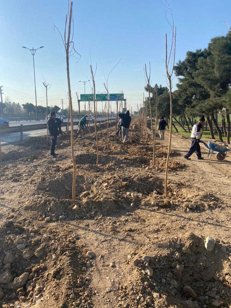 ایجاد مسیر سبز در بزرگراه شهید هاشمی و کاشت 2 هزار اصله درخت