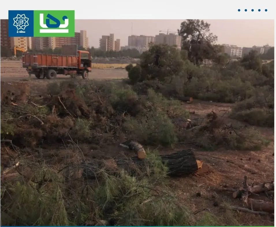واکنش شهرداری منطقه ۵ به خبر قطع ۷۴ اصله درخت در یکی از مجتمع های مسکونی میدان آزادی