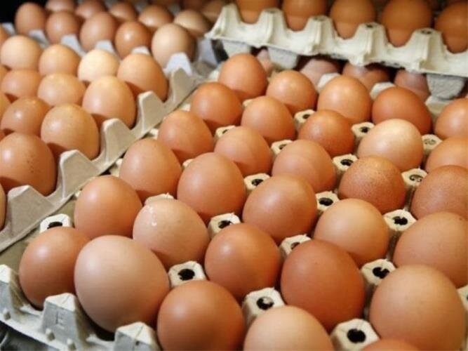 کاهش قیمت تخم مرغ پوسته قهوه ای در میادین