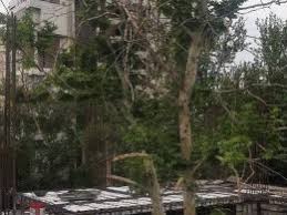 حفظ درخت چنار قدیمی در پروژه احداث سرای محله باغ فردوس